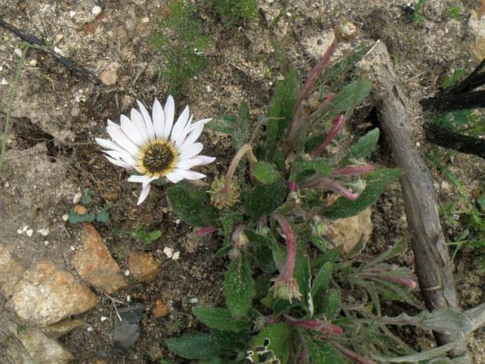 Arctotis acuminata