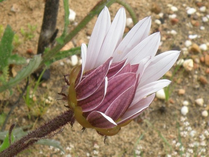 Arctotis acuminata