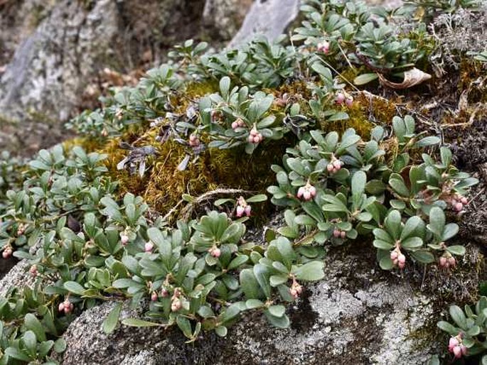 Arctostaphylos uva-ursi