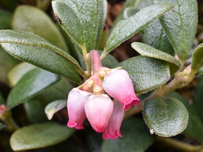 Arctostaphylos uva-ursi