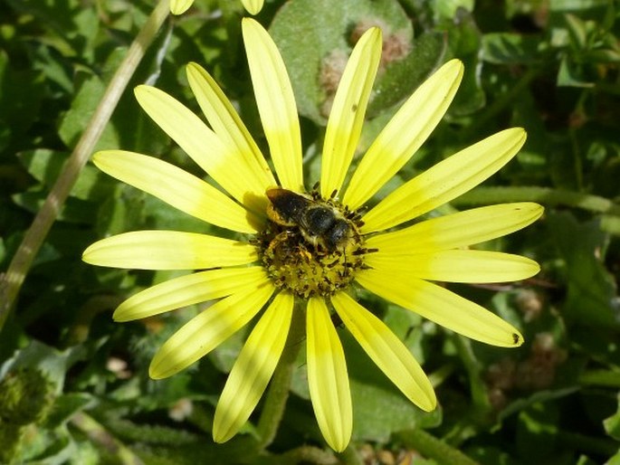 Arctotheca calendula