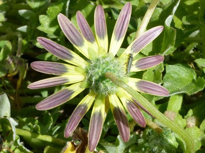 Arctotheca calendula