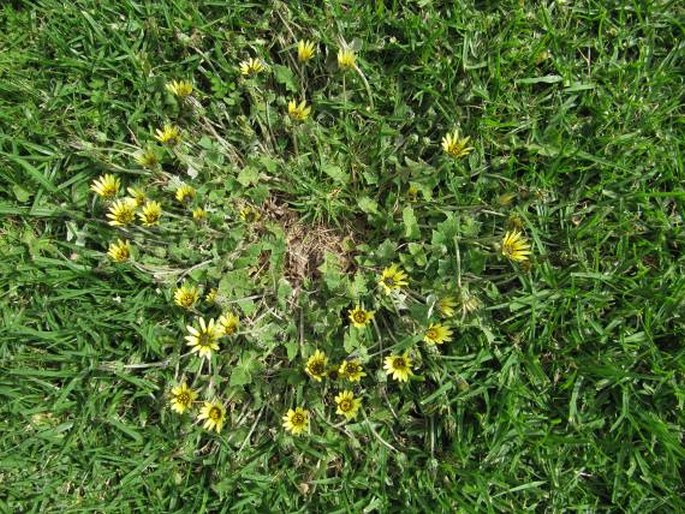 Arctotheca calendula