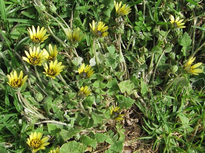 Arctotheca calendula