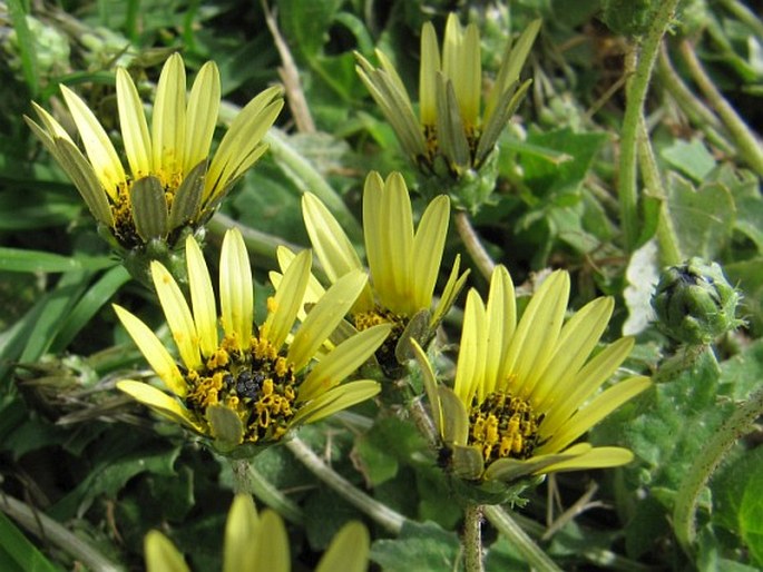 Arctotheca calendula