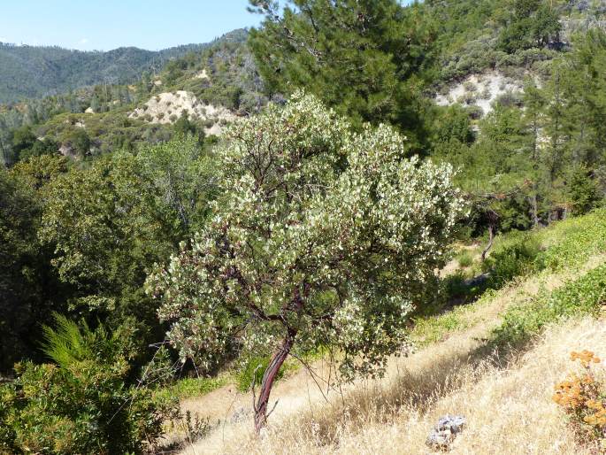 Arctostaphylos viscida