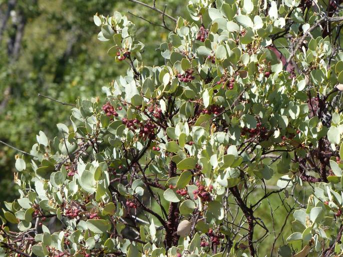 Arctostaphylos viscida