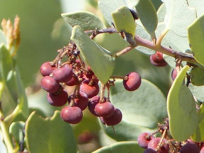 Arctostaphylos viscida