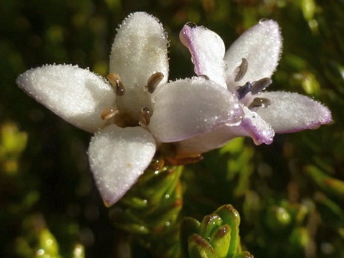 Arcytophyllum vernicosum