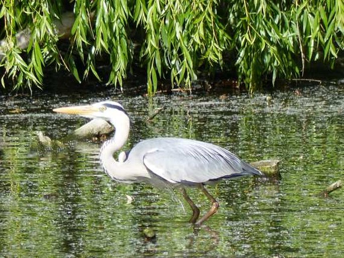 Ardea cinerea