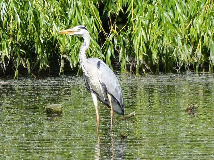 Ardea cinerea Linnaeus, 1758; volavka popelavá