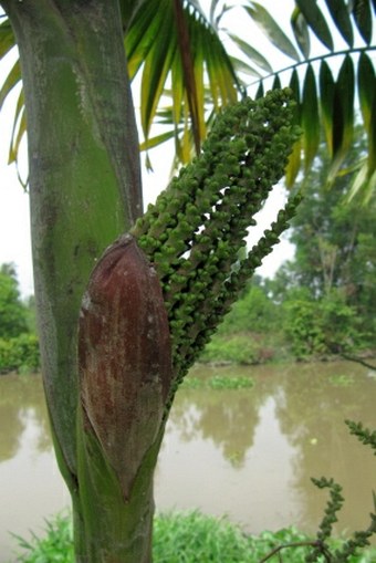 Areca catechu