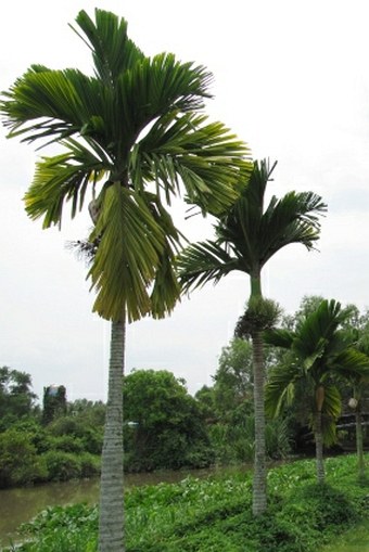 Areca catechu