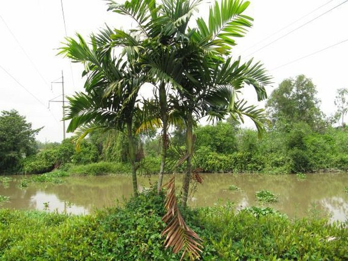 Areca catechu