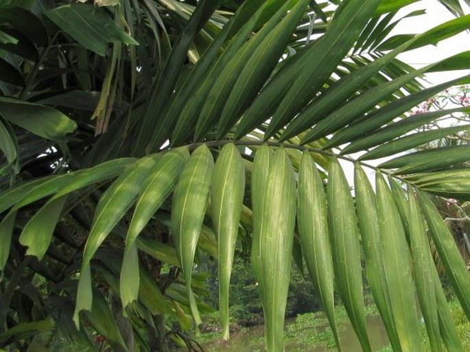 Areca catechu