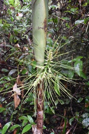 Areca vidaliana