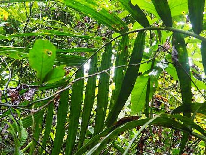 Areca vidaliana