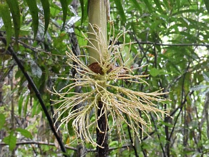 Areca vidaliana