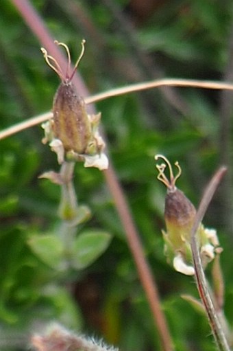 Arenaria purpurascens