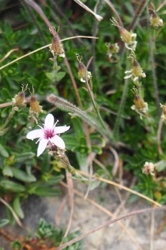 Arenaria purpurascens