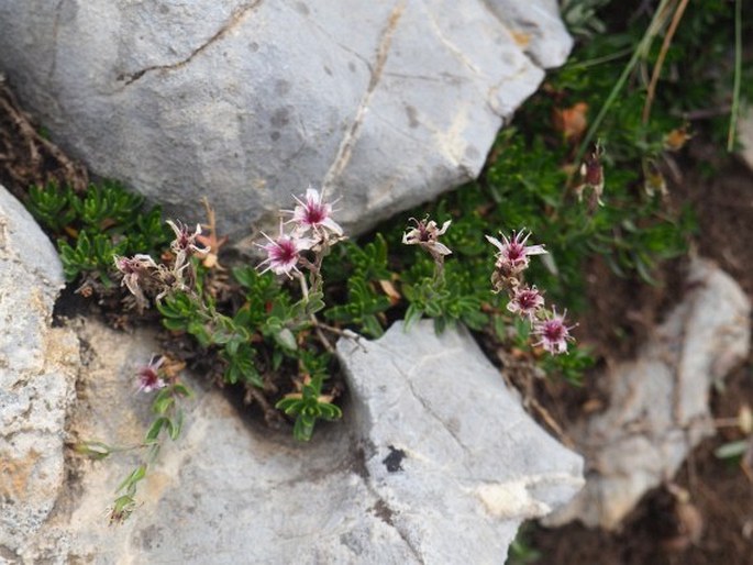 Arenaria purpurascens