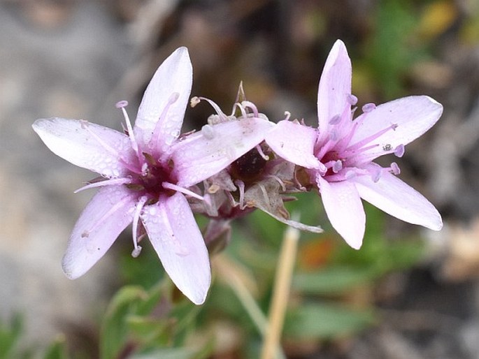 Arenaria purpurascens