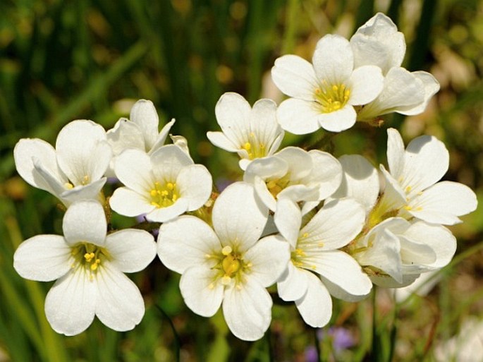 Arenaria bertolonii