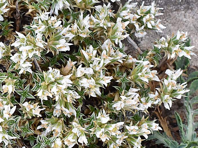 Arenaria erinacea