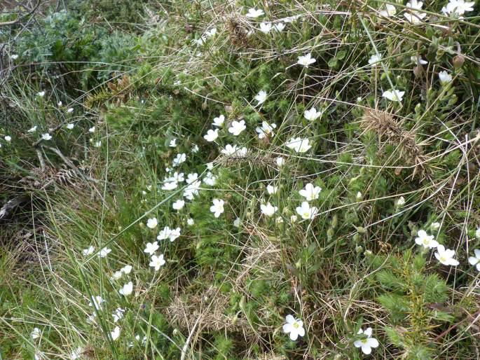 Arenaria montana