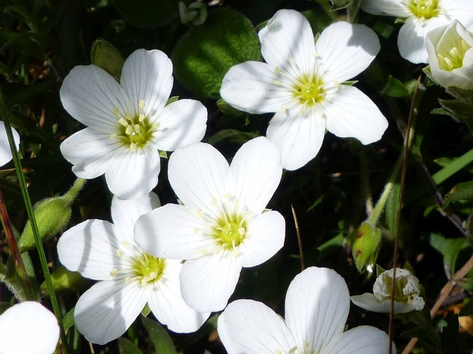 Arenaria montana