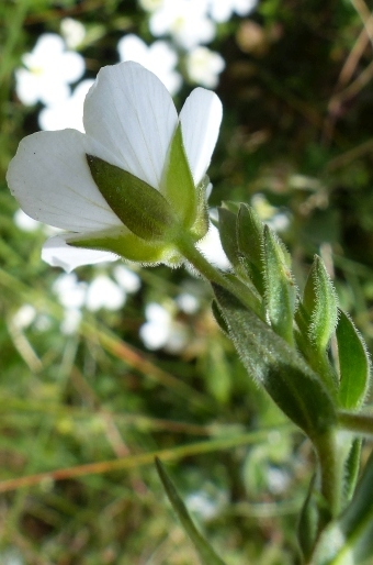 Arenaria montana