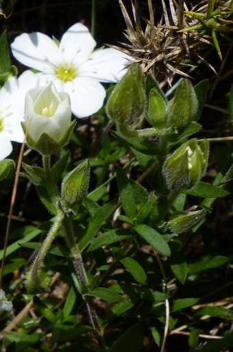 Arenaria montana