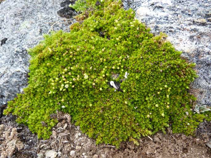 Arenaria venezuelana