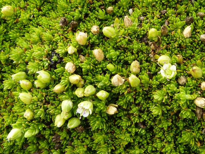 Arenaria venezuelana