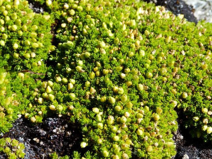 Arenaria venezuelana