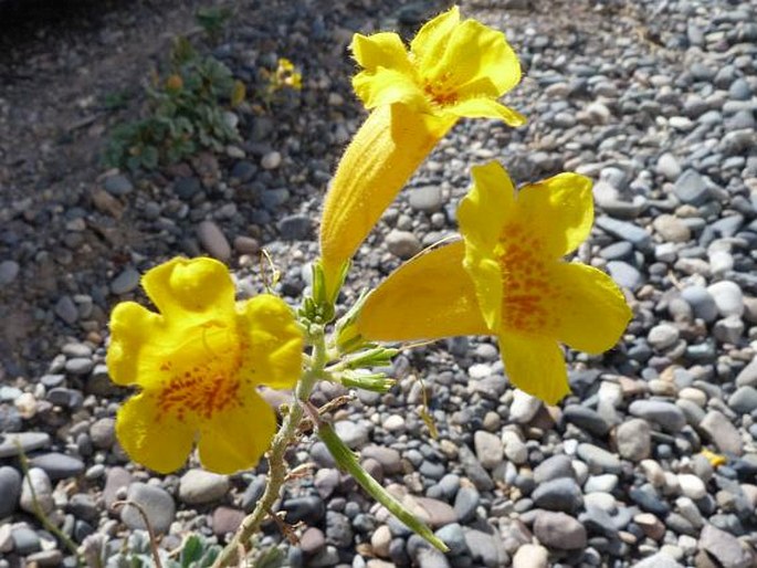 Argylia robusta