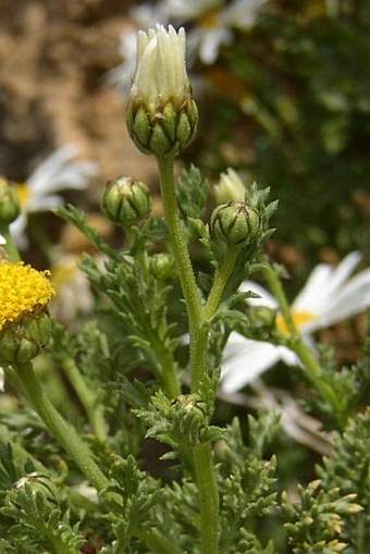 Argyranthemum adauctum