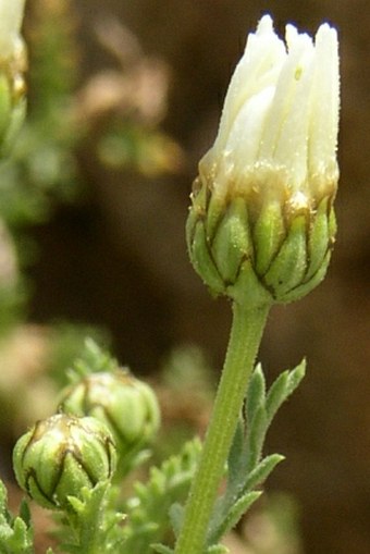 Argyranthemum adauctum