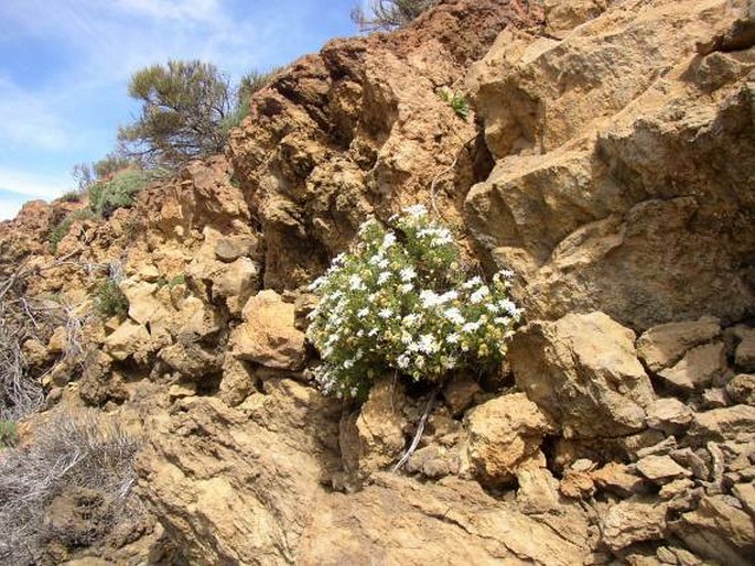 Argyranthemum adauctum