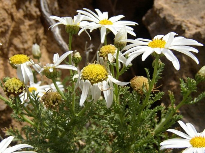 Argyranthemum adauctum