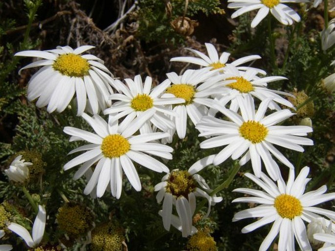 ARGYRANTHEMUM ADAUCTUM (Link) Humphries – kopretinovec