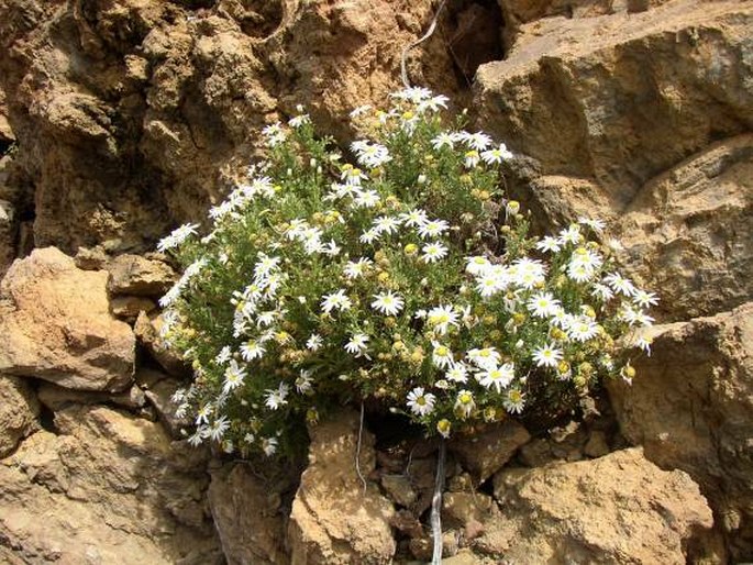 Argyranthemum adauctum