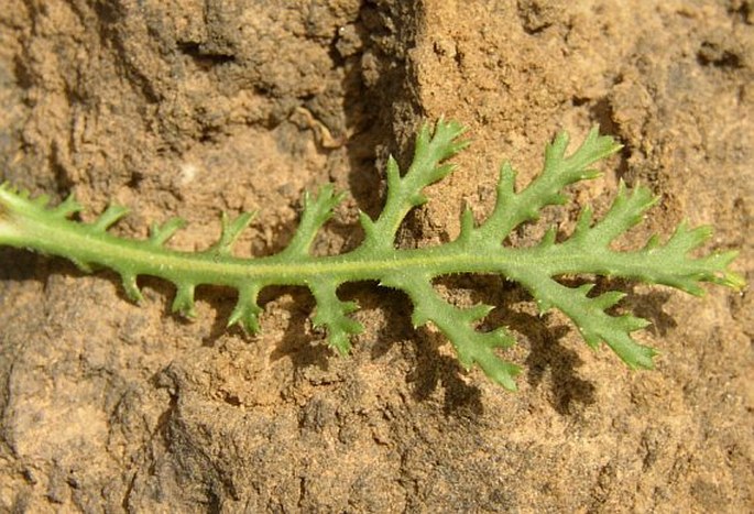 Argyranthemum adauctum