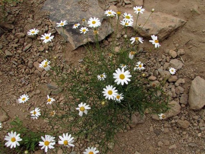 Argyranthemum gracile