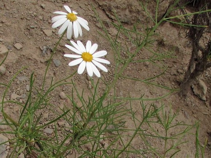 Argyranthemum gracile