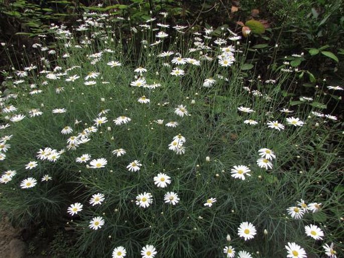 Argyranthemum gracile