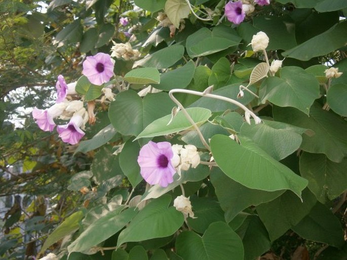 ARGYREIA NERVOSA (Burm. f.) Bojer - stříbrobýl