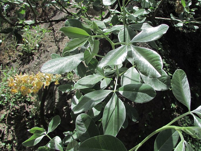 Argyrocytisus battandieri