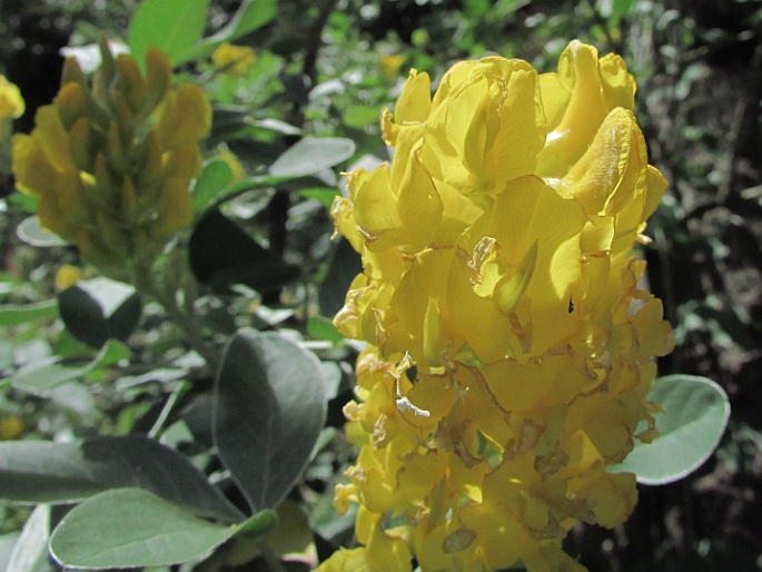 Argyrocytisus battandieri