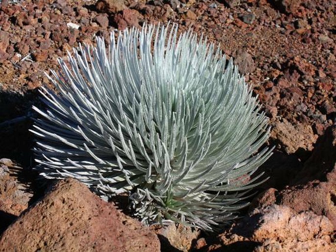 Argyroxiphium sandwicense subsp. macrocephalum